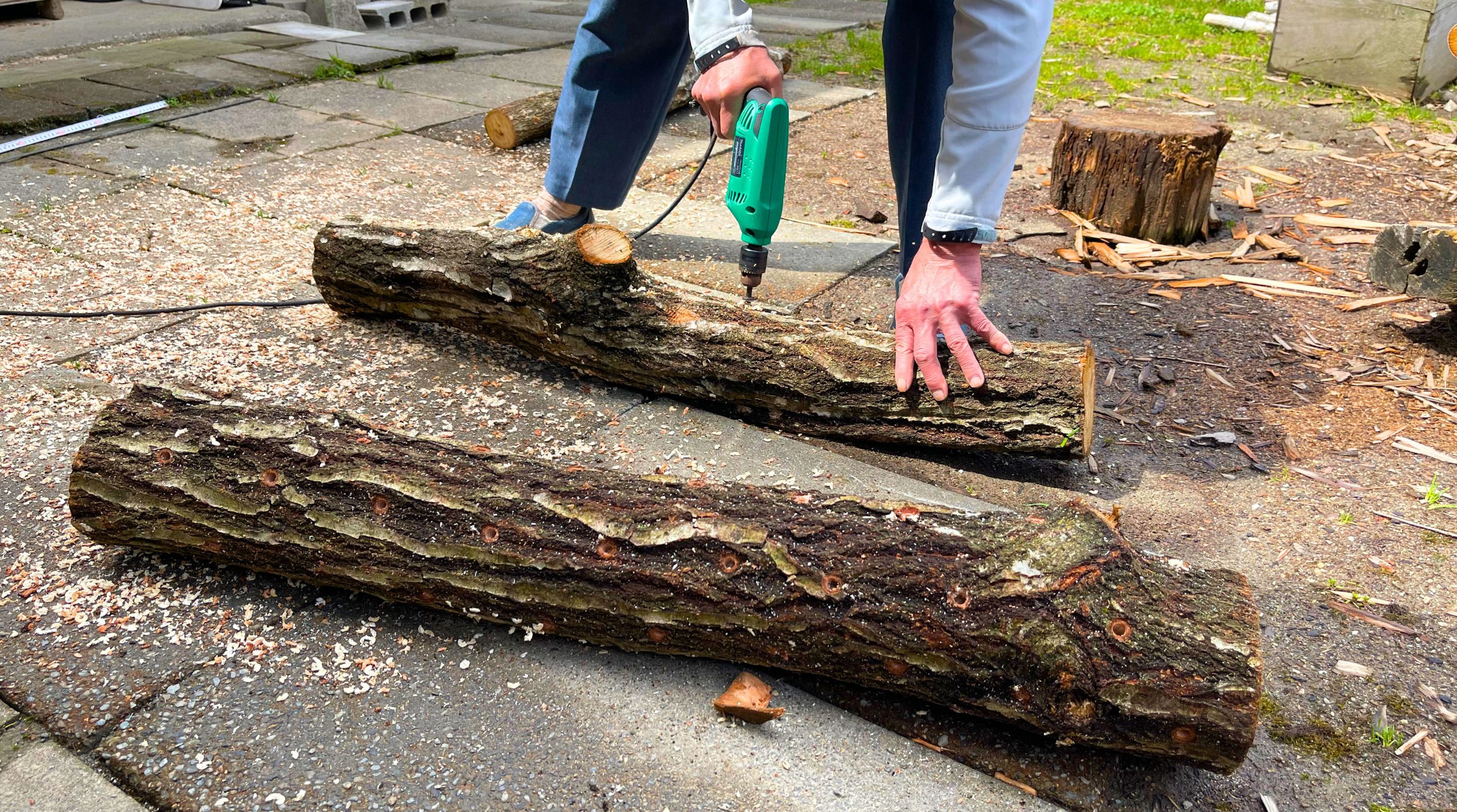 シイタケ菌打ち